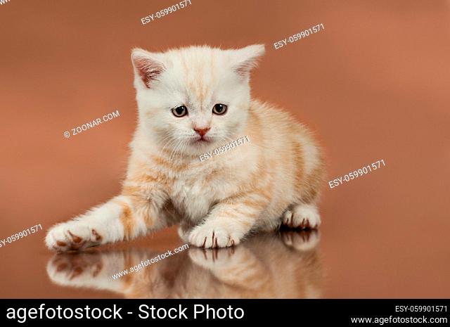 beautiful kitten, breed scottish-straight, close portrait on brown background