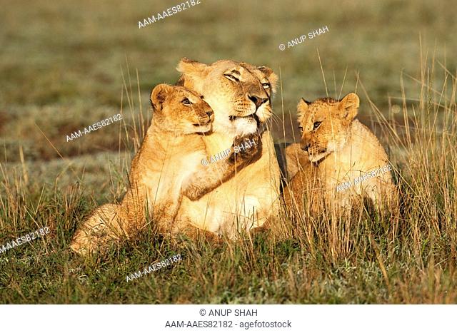 Lioness sitting with cubs aged 9-12 months (Panthera leo). Maasai Mara National Reserve, Kenya. Apr 2009