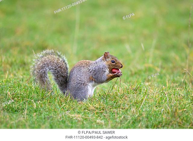 Eastern Grey Squirrel Sciurus carolinensis introduced species, adult, feeding on Sweet Chestnut Castanea sativa nut, Minsmere RSPB Reserve, Suffolk, England