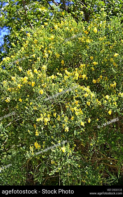 Retama de monte or retamon canario (Genista canariensis, Cytisus canariensis or Teline canariensis) Is a big shrub endemic to Gran Canaria and Tenerife