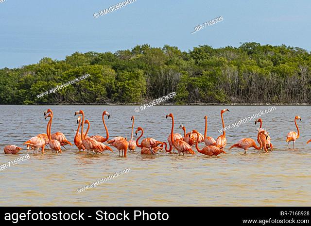 American flamingo (Phoenicopterus ruber), Rio Celestun Unesco Biosphere Reserve, Yucatan, Mexico, Central America