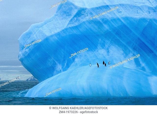 ANTARCTICA, CHINSTRAP PENGUINS RESTING ON BLUE ICEBERG NEAR ELEPHANT ISLAND