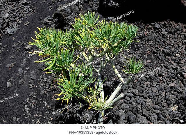 verode Kleinia neriifolia - La Palma, Canary Islands, Spain, Europe