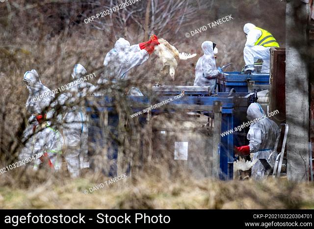 A duck farm Dobrenice, Karlovy Vary Region, Czech Republic, has been hit by the infection of avian flu. On the photo fire brigade and vets are preparing the...