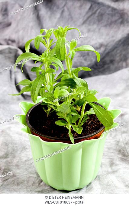 Stevia rebaudiana in green flower pot