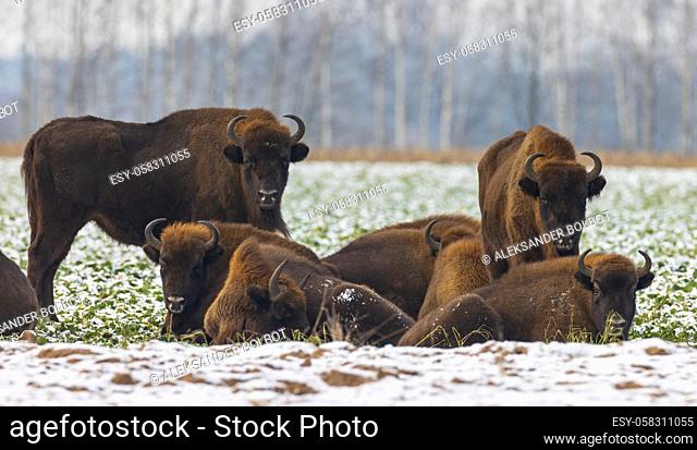 European Bison herd resting in snowy field, Podlaskie Voivodeship, Poland, Europe