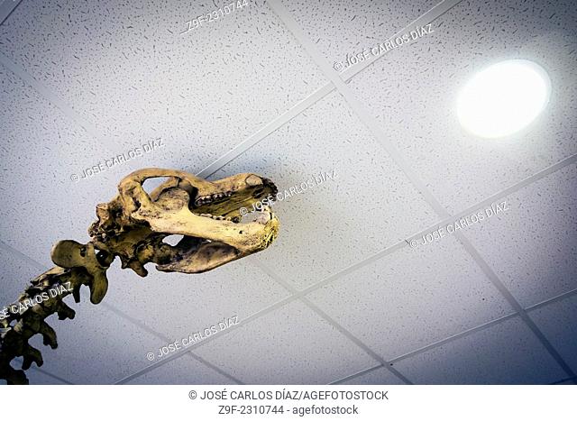 Copy skeleton dinosario in store, Cave Soplao, Cantabria, Spain