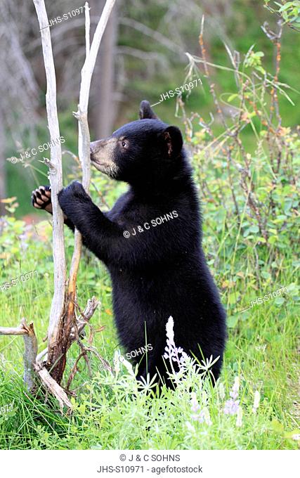 Black Bear, Ursus americanus, Montana, USA, North America, young in meadow