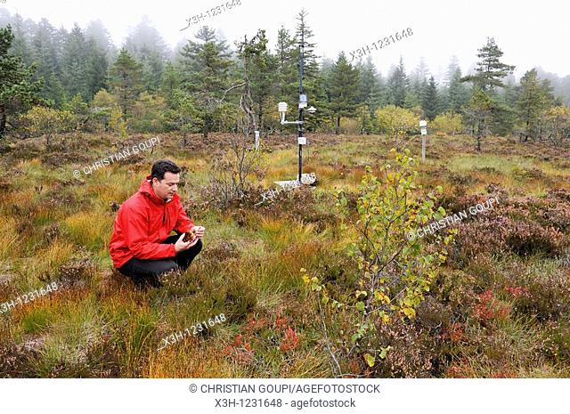 man showing Sphagnum in peat-bog of Bois Noirs, Livradois-Forez Regional Nature Park, Puy-de Dome department, Auvergne region, France, Europe