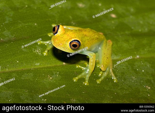 Madagascar Frog, Madagascar Frogs, Amphibians, Other Animals, Frogs, Animals, Viridian Tree Frog Sitting on Andasibe, Madagascar, Africa