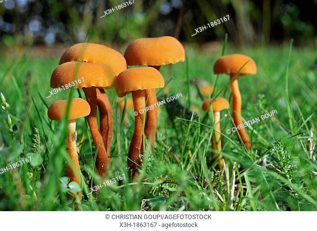 fungus, laccaria laccata, Forest of Rambouillet, Yvelines department, Ile-de-France region, France, Europe
