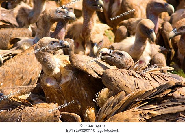 griffon vulture Gyps fulvus, group landed waiting to eat, two individuals fight, Spain, Castellon, Sierra Espadan natural park