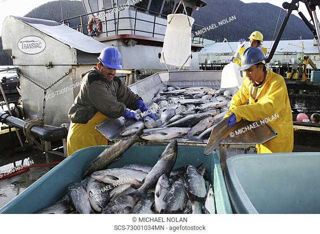 Processing the wild-caught salmon catch at Norquest Cannery in Petesburg, Southeast Alaska No model release