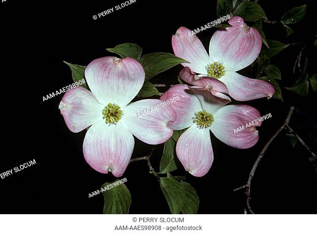 Pink Flowering Dogwood (Cornus florida) Franklin, NC, North CArolina