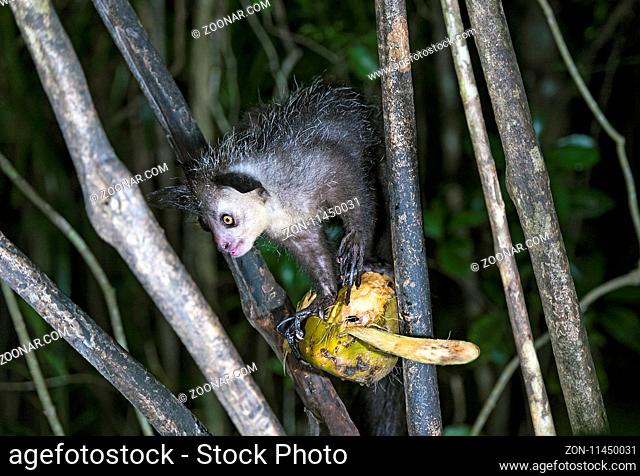 Aye-Aye, Fingertier, (Daubentonia madagascariensis), Lemuren (Daubentoniidae Familie), Ankanin Ny Nofy, Madagaskar / Aye-Aye (Daubentonia madagascariensis)