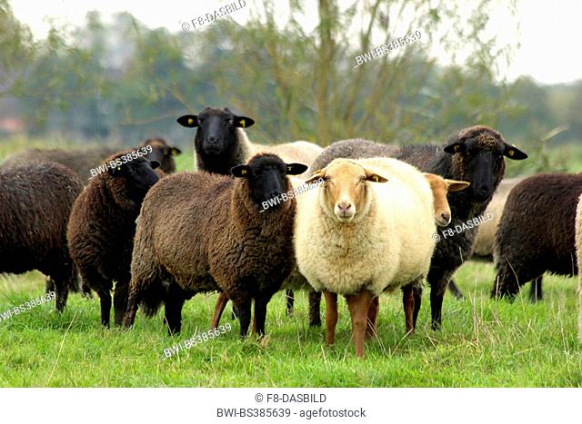 Pomeranian coarsewool (Ovis ammon f. aries), together with Coburg fox sheep on a pasture, Germany, Lower Saxony