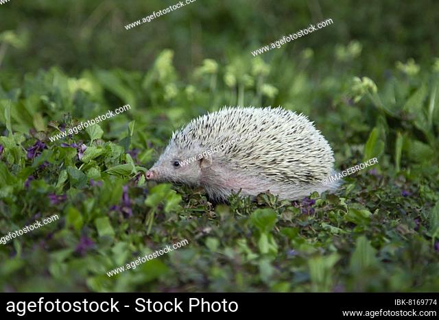 European Hedgehog (Erinaceus europaeus) albino, adult walking amongst Violet flowers, Suffolk, England, United Kingdom, Europe