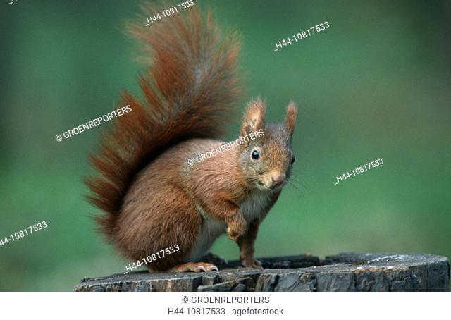 red squirrel, animal, mammal, adult, tree, tree-stump, behaviour, allert, red, wood, daytime, cute, outside, outdoor