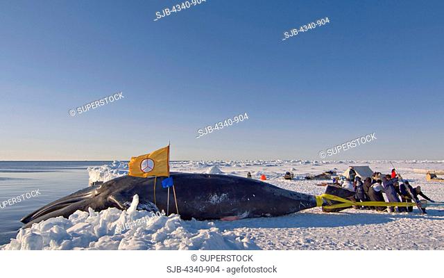 Residents of a Inupiaq Village Help Pull Up a Bowhead Whale Catch