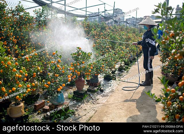 07 February 2021, Vietnam, Hanoi: A plant saleswoman waters kumquat trees in a nursery, which are ready for sale. The background is the custom of decorating...