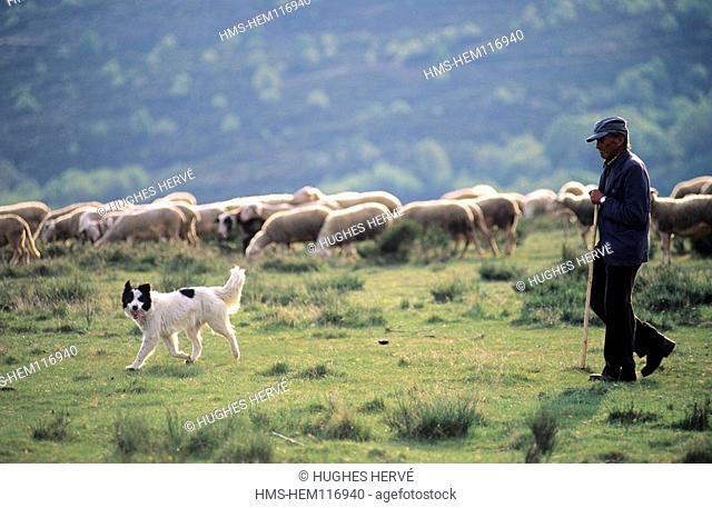 France, Lozere, Cevennes national park, listed as Biosphere Reserve by UNESCO, a shepherd and his dog