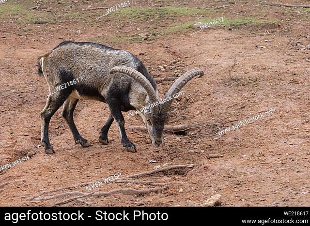 Iberian Ibex (Capra pyrenaica), also known as the Cabra Hispanica, Cabra Montes, Spanish ibex, Spanish wild goat, or Iberian wild goat