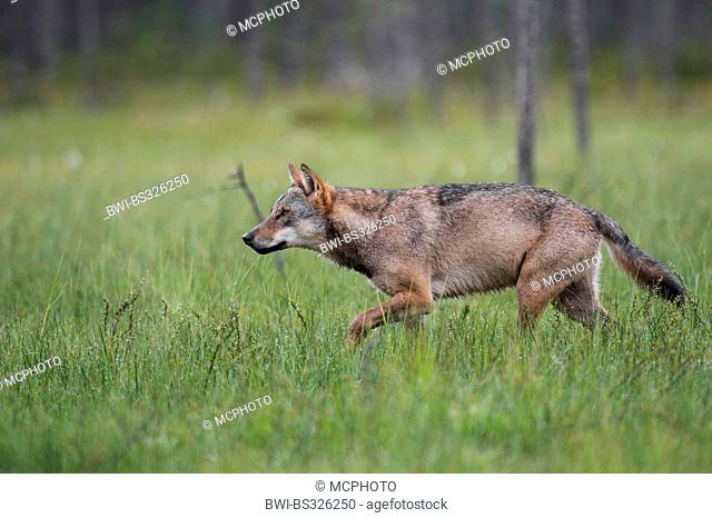 European gray wolf (Canis lupus lupus), walking on high grass, Finland