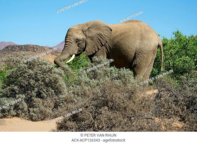 Desert-adapted elephant (Loxodonta Africana) is an African Bush Elephant with special adaptations to survive in the deserts of Africa