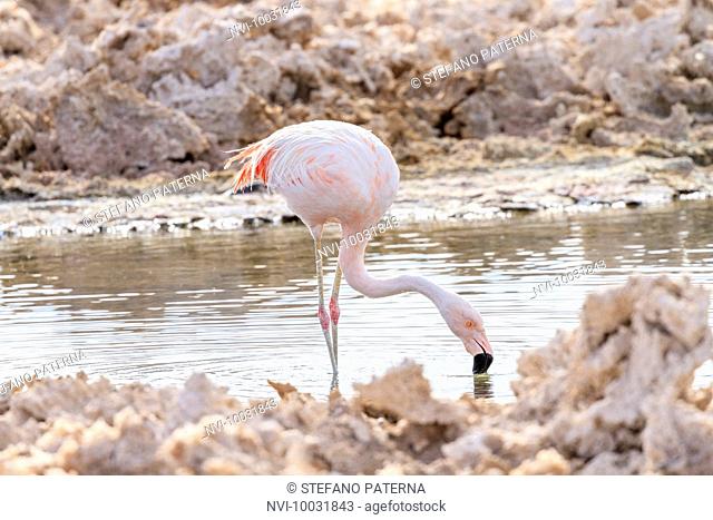 Chilean flamingo (Phoenicopterus chilensis), Sector Soncor, Reserva Nacional los Flamencos, Los Flamencos National Reserve, Atacama Desert, Chile