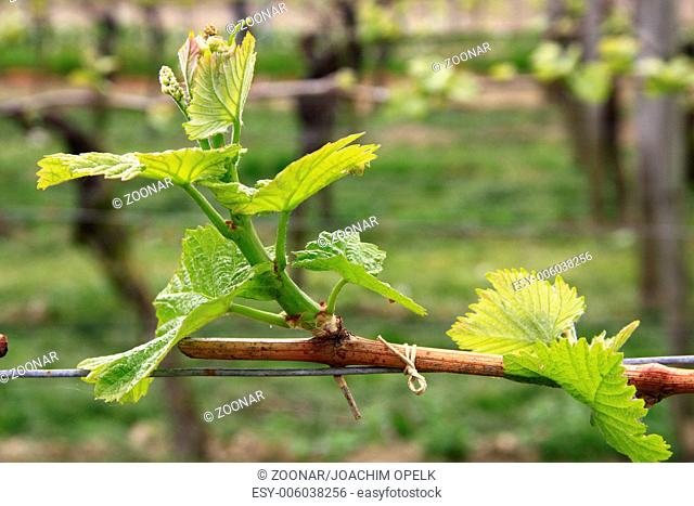 Shoots in grapevine (Vitis vinifera)