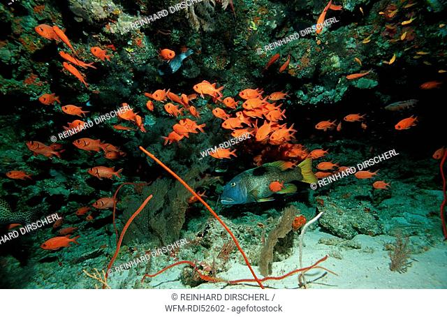 Blotcheye soldierfishes Overhang, Myripristis murdjan, Indian ocean Ari Atol Atoll, Maldives Islands
