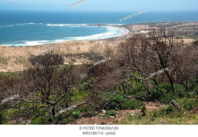 Brenton on Sea near Knysna Western Cape South Africa, Circa Burnt trees from a forest fire overlook the beach area