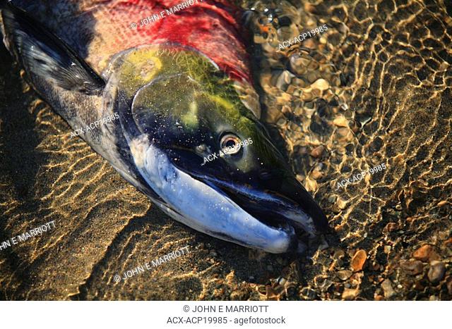 Spawned out Sockeye salmon Oncorhynchus nerka, Adams River salmon run near Salmon Arm, British Columbia, Canada
