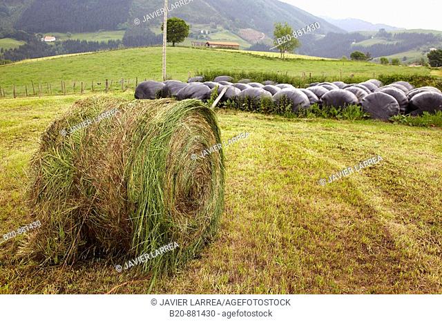 Farming, round bale silage, Endoia, Zestoa, Guipuzcoa, Basque Country, Spain