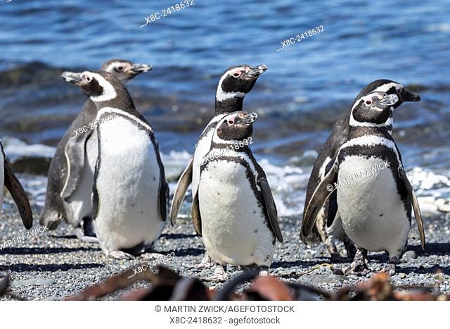 Magellanic Penguin (Spheniscus magellanicus), on beach. South America, Falkland Islands, January