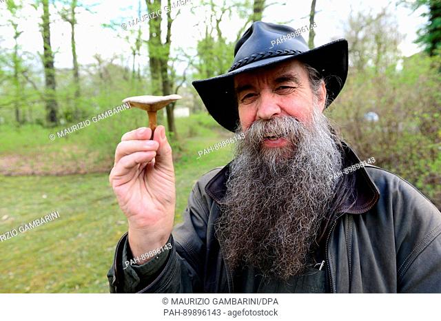 ILLUSTRATION - Mushroom consultant Klaus Wilde holds an edible Melanoleuca brevipes in Forst, Germany, 11 April 2017. In the federal state of Brandenburg there...