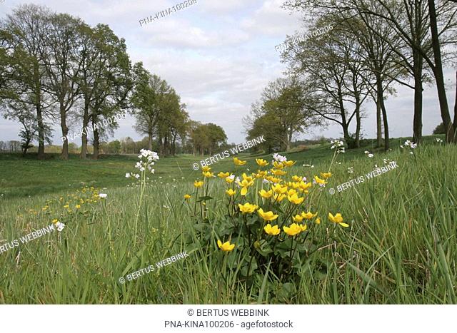 Marsh Marigold Caltha palustris - Het Ribbert , Ootmarsum, Twente, Overijssel, The Netherlands, Holland, Europe