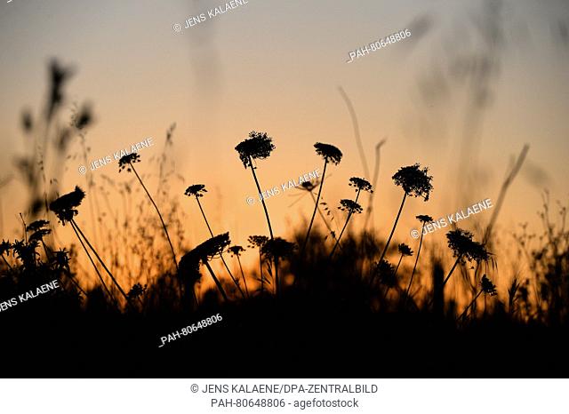 Grasses and flowers at the Es Trenc beach near Ses Salines on Majorca, Spain, 02 May 2016. Photo: Jens Kalaene/dpa | usage worldwide