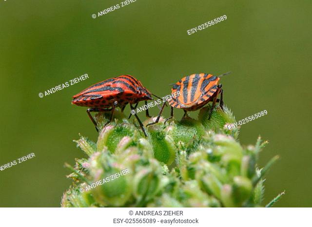 strip bugs couple on a flower
