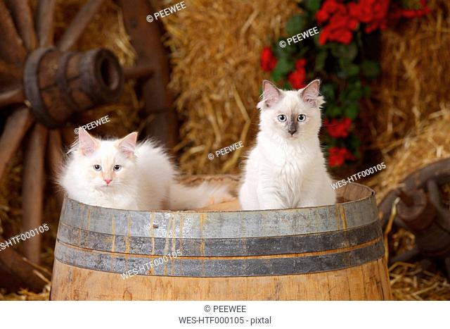 Neva Masquerade, two kittens on a tub