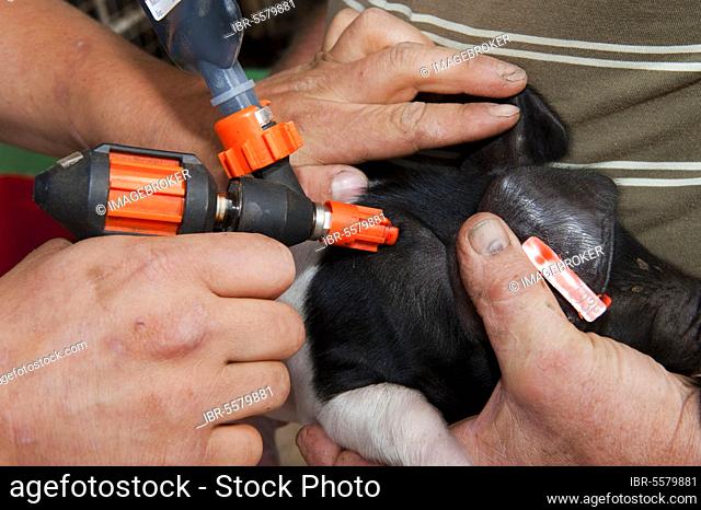 Pig farming, British Saddleback piglet injected with iron supplement to promote growth, Cumbria, England, United Kingdom, Europe