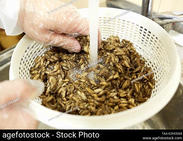 RUSSIA, STAVROPOL - OCTOBER 25, 2023: Washing crickets on a RosEnergy cricket farm. RosEnergy is a Russian manufacturer of snacks, cricket powder, wheatgrass