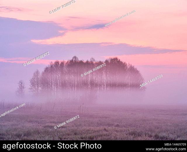 Foggy dawn in the Amper moss, Eching am Ammersee