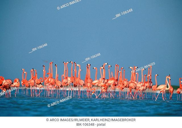 American Flamingos, Yucatan, Mexico / (Phoenicopterus ruber ruber)