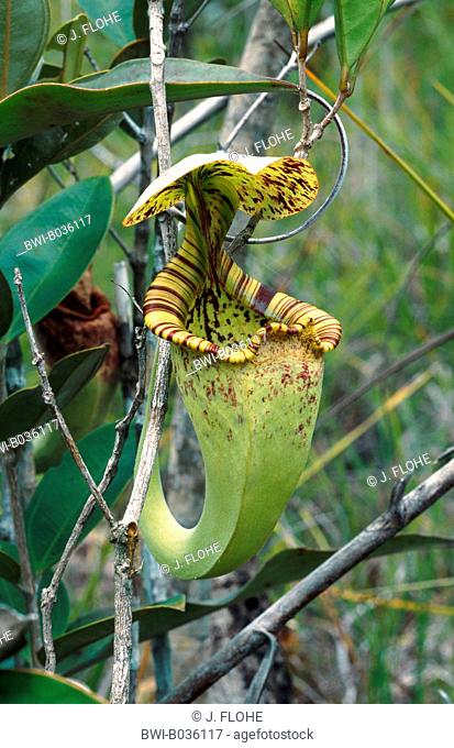 pitcher plant (Nepenthes albomarginata), tubular shaped leaf, Malaysia, Sarawak, Baku NP