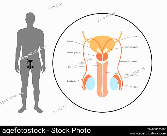 Male reproductive system in silhouette. Penis, testis, bladder seminal vesicle and prostate gland in human body. Man sexual organ anatomy concept