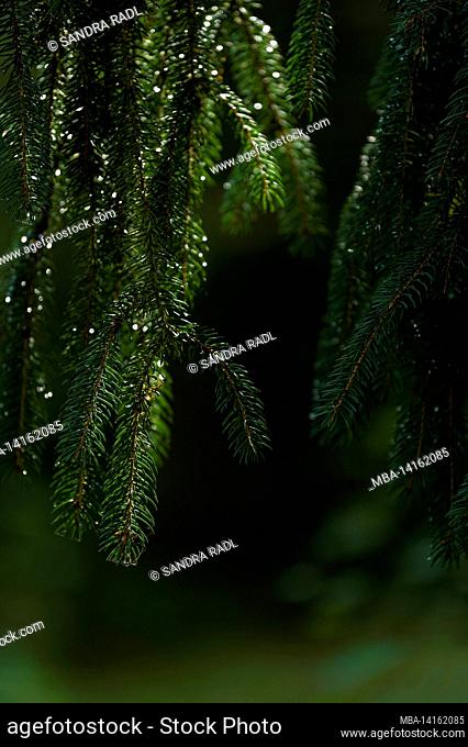branches of a spruce (picea), water droplets glow in the light, germany