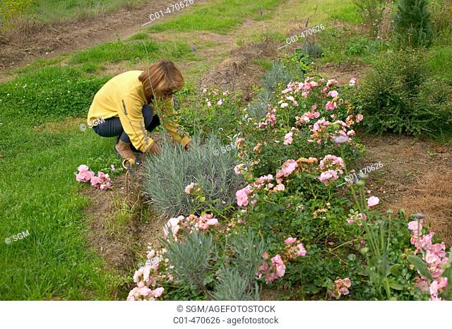 Woman pruning rose bush. Britanny. France