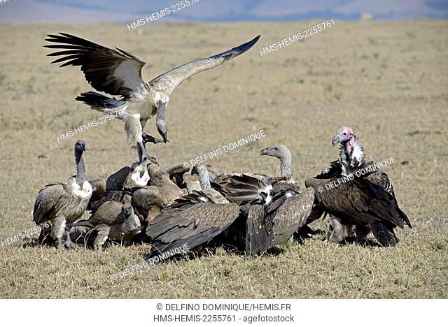 Kenya, Masai Mara Reserve, reserve, backed Vulture (Gyps africanus), Lappet-faced Vulture (Torgos tracheliotos), fighting over the remains of a corpse Antelope