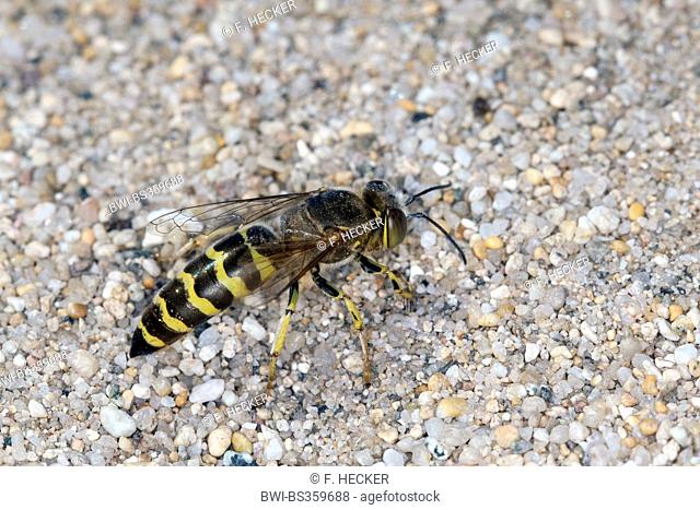 Sand wasp (Bembix oculata), female at its den in the sand